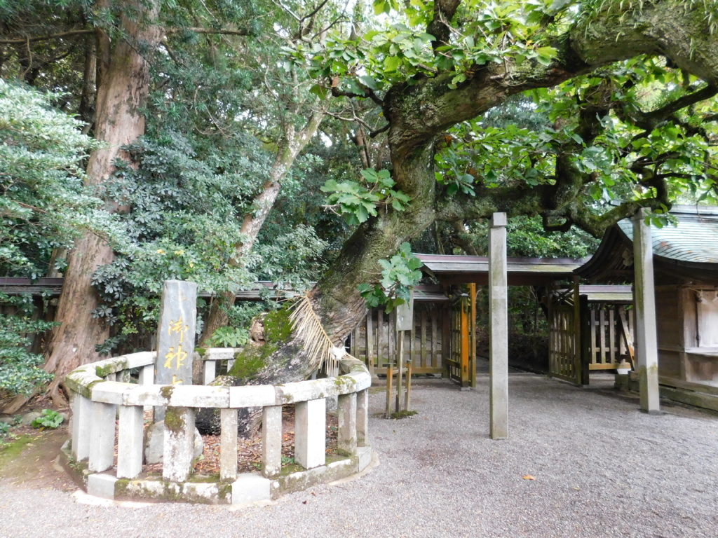 宗像大社の「御神木(ごしんぼく)・御神紋(ごしんもん)」